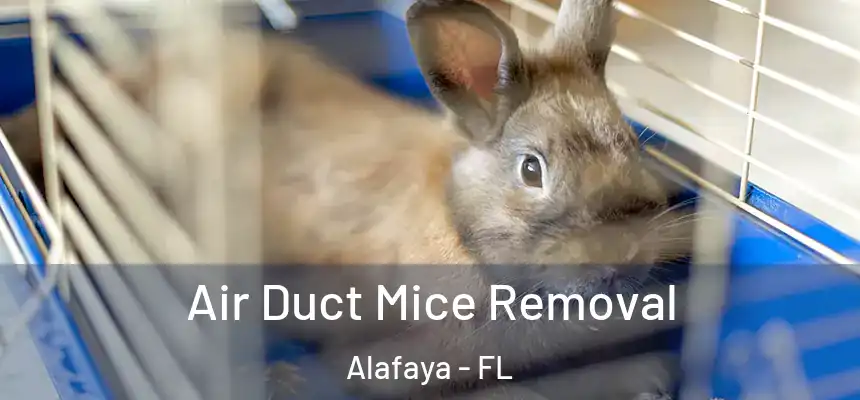  Air Duct Mice Removal Alafaya - FL